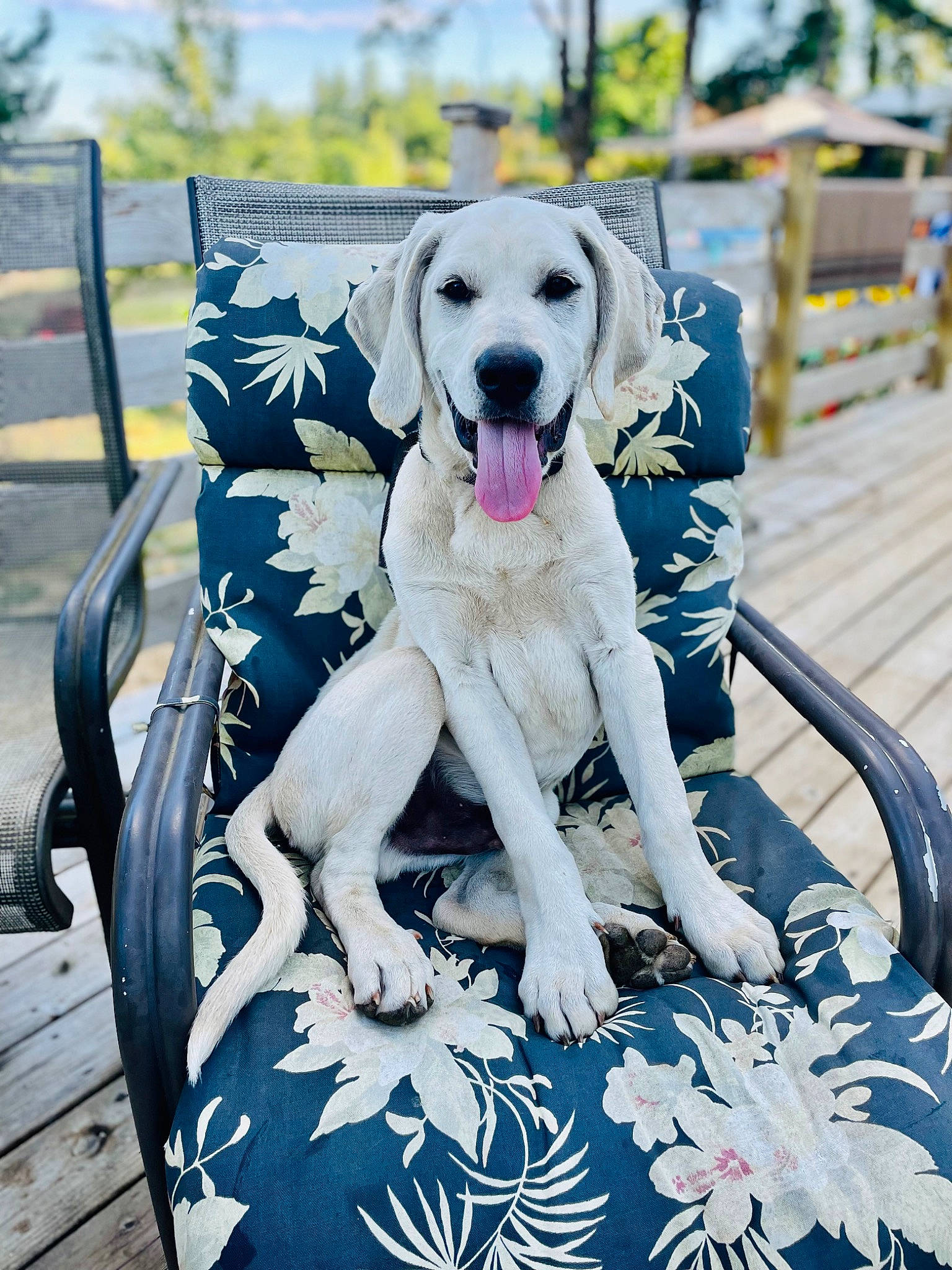 Jax is registered to the contest to win money with this photo: canidae, carnivore, chair, collar, companion_dog, dog, dog_breed, dog_collar, dog_supply, fawn, flower, grass, happy, leisure, outdoor_furniture, plant, recreation, sitting, sporting_group, tree
