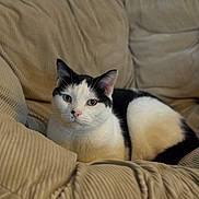 Mo is registered to the contest to win money with this photo: cat, black_and_white, pet, animal, feline, indoors, couch, furniture, corduroy, relaxing, resting, cozy, domestic, cute, whiskers, ears, fur, looking_at_camera, portrait, calm