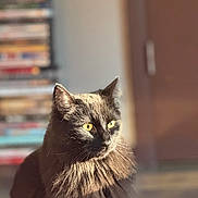 Romeo joined the competition — help win amazing prizes! cat, black_cat, indoor, pet, feline, yellow_eyes, fluffy_fur, sunlight, portrait, animal, domestic_cat, close_up, soft_light, blurred_background, bookshelf, door, cozy, cute, whiskers, alert