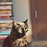 cat, black_cat, indoor, pet, feline, yellow_eyes, fluffy_fur, sunlight, portrait, animal, domestic_cat, close_up, soft_light, blurred_background, bookshelf, door, cozy, cute, whiskers, alert