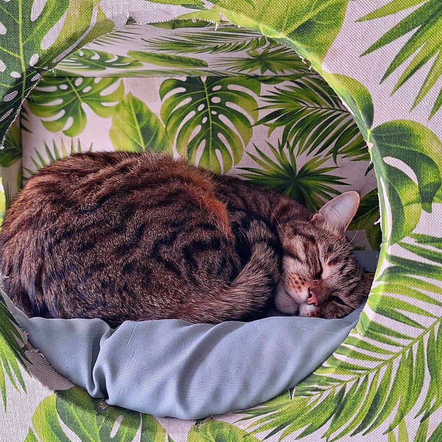 Moka participe au concours pour gagner de l'argent avec cette photo : animal, basket, canine, cat, dog, green, jungle, kitten, land, leaf, nature, outdoors, person, pet, photography, plant, rainforest, sleeping, tree, vegetation