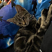 Honey joined the competition — help win amazing prizes! abyssinian, adult, animal, blackcat, blanket, cat, chair, couch, egyptiancat, furniture, kitten, male, man, manx, ocelot, person, pet, sleeping