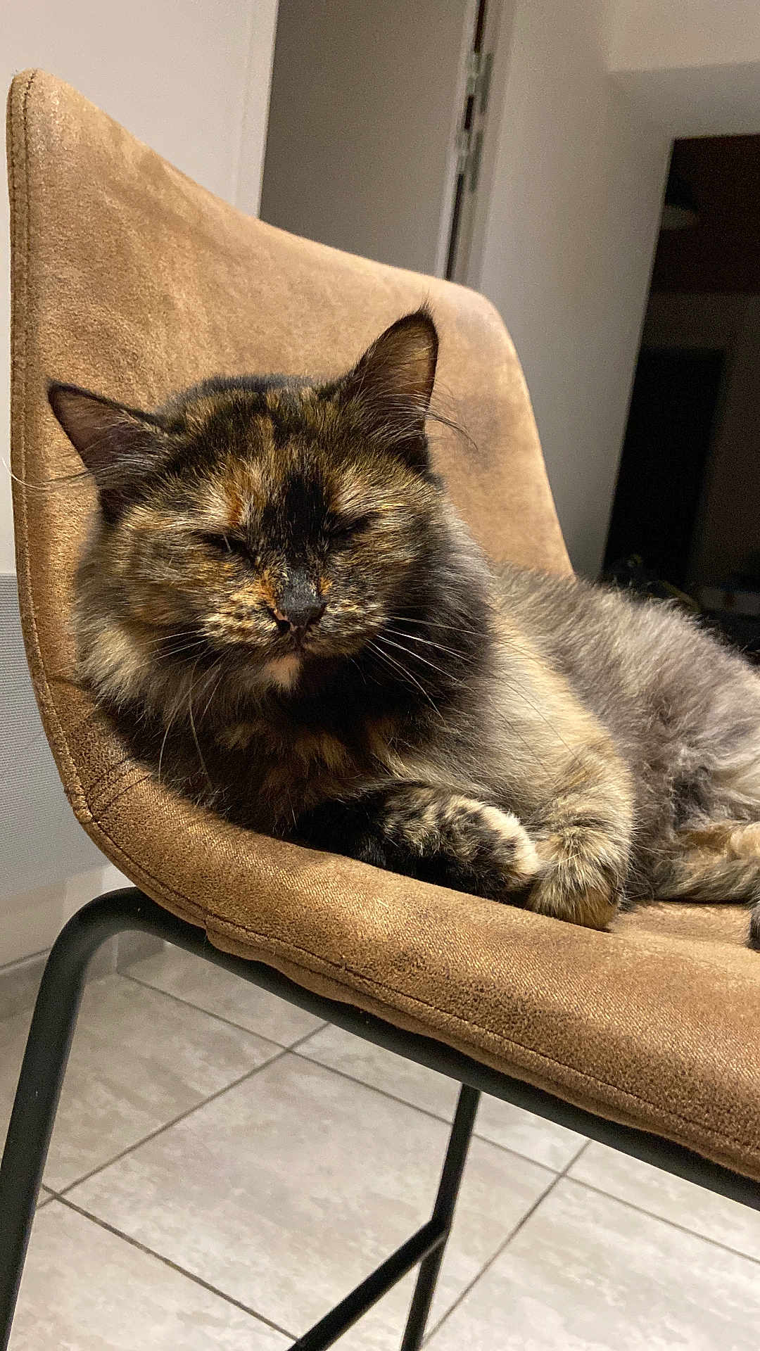 Swaily participe au concours pour gagner de l'argent avec cette photo : cat, tortoiseshell, feline, pet, chair, indoor, relaxed, sleeping, fur, whiskers, paw, tile_floor, home, cozy, comfortable, animal, closeup, resting, domestic, cute