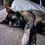 cat, tortoiseshell, sleeping, pet, feline, fur, paw, indoors, cozy, relaxed, animal, resting, soft, texture, closeup, domestic, mammal, cute, companion, quiet