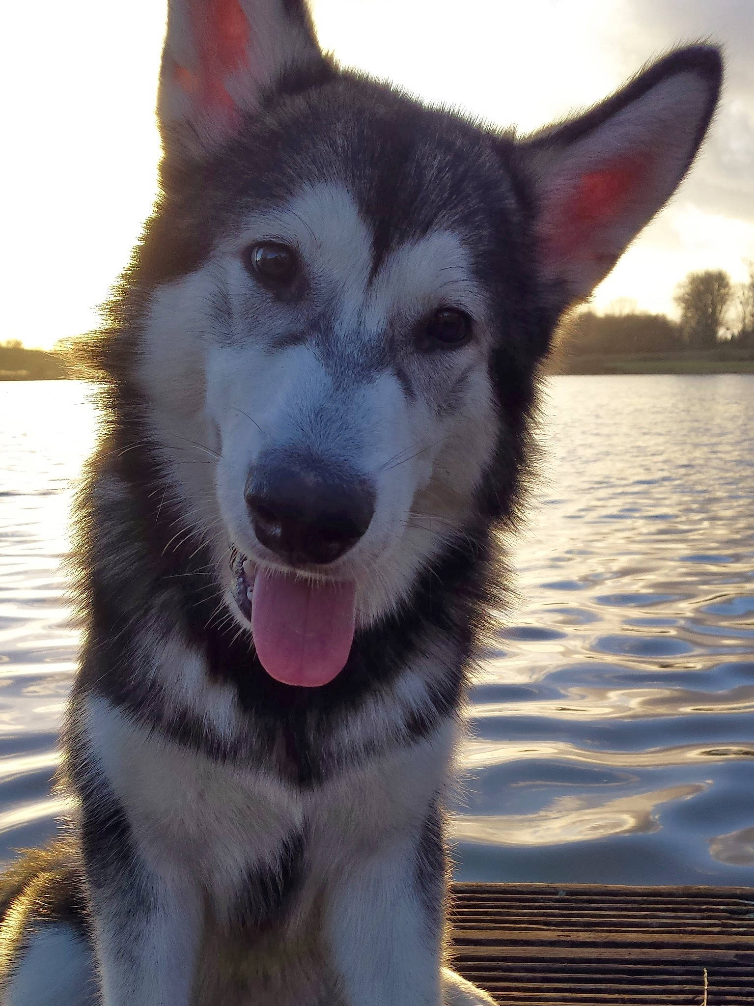 Ice participe au concours pour gagner de l'argent avec cette photo : canidae, carnivore, collar, companion_dog, dog, dog_breed, eye, fur, happy, head, jaw, lake, sky, sled_dog, snout, sporting_group, water, whiskers, working_animal, working_dog