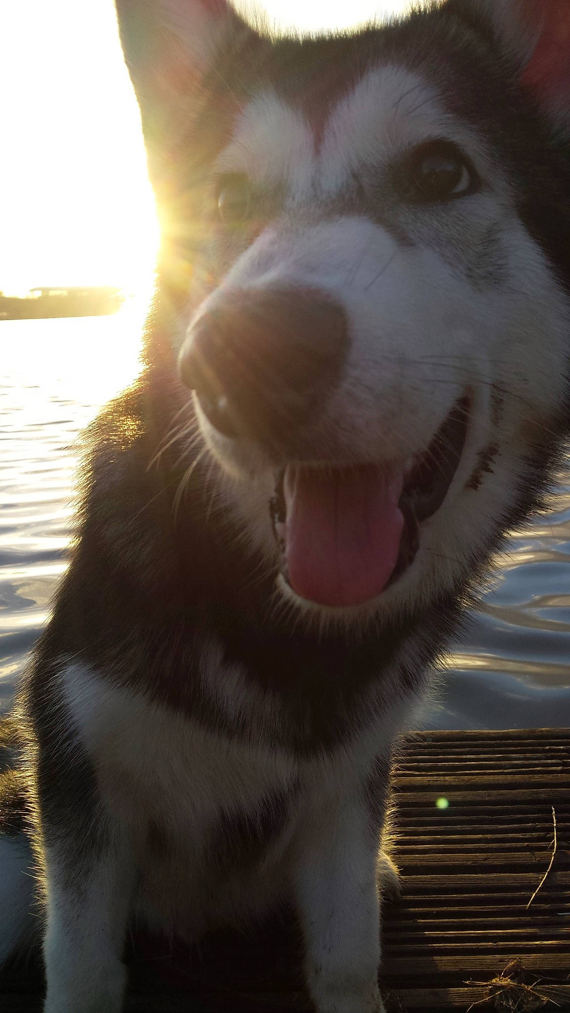 Ice a rejoint le concours — aidez-le/la à gagner de superbes lots ! canidae, carnivore, companion_dog, dog, dog_breed, fang, flash_photography, fur, happy, jaw, light, nose, sky, smile, snout, sporting_group, water, whiskers, wildlife, working_animal