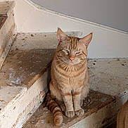 Chong joined the competition — help win amazing prizes! animal, cat, closeup, domestic_cat, ears, expression, feline, fur, house, indoor, orange_tabby, paws, pet, quiet, resting, sitting, stairs, tail, whiskers, wooden_stairs