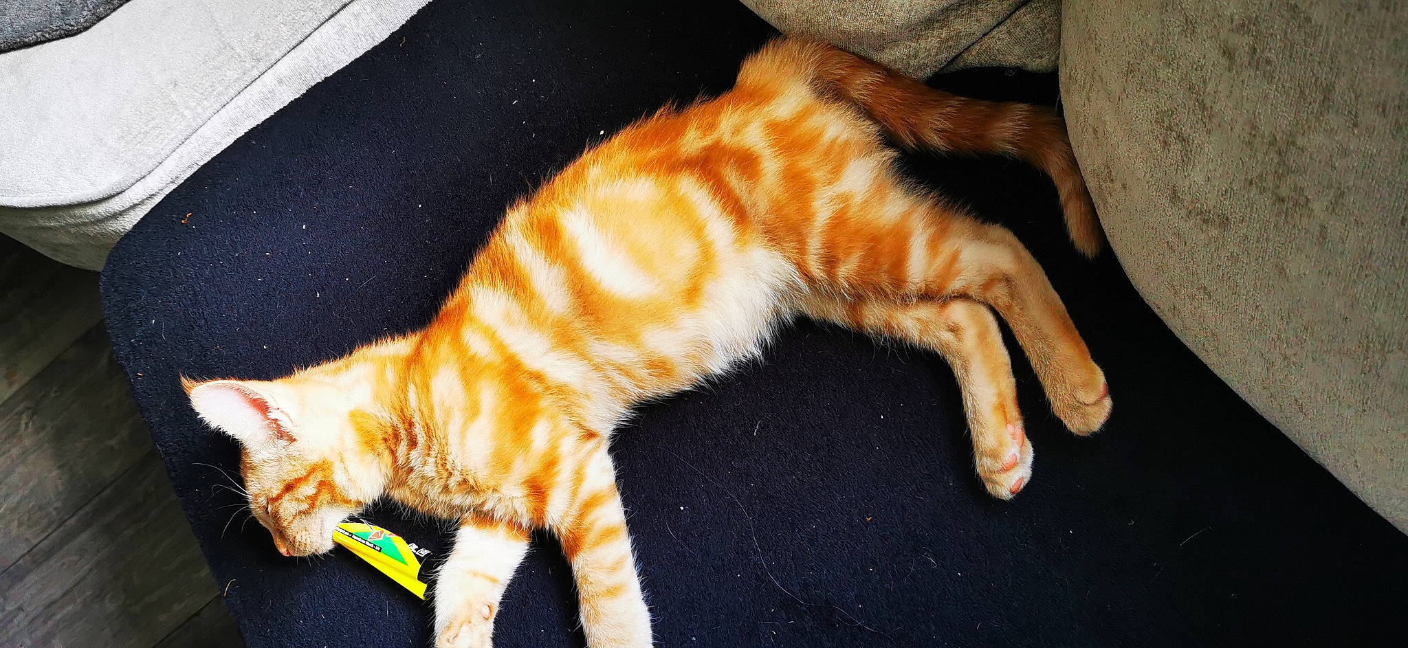 Chong is registered to the contest to win money with this photo: carnivore, cat, claw, domestic_short_haired_cat, fawn, felidae, foot, fur, orange, paw, plant, small_to_medium_sized_cats, snout, tail, terrestrial_animal, whiskers, window