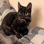 Revel is registered to the contest to win money with this photo: cat, tortoiseshell_cat, pet, animal, feline, indoor, bed, blanket, striped_pattern, fur, whiskers, ears, eyes, curious, sitting, cozy, resting, domestic_cat, closeup, cute