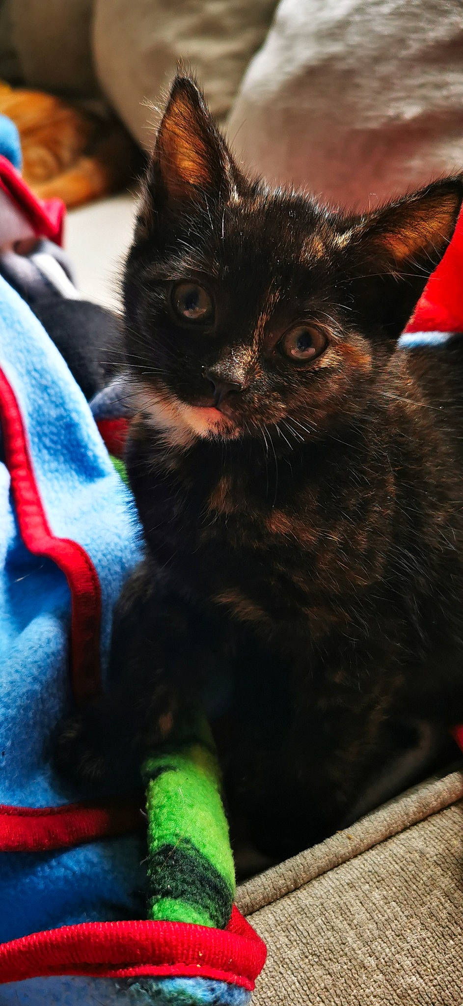 Revel is registered to the contest to win money with this photo: black_cat, bombay, carnivore, cat, cat_supply, claw, comfort, domestic_short_haired_cat, electric_blue, felidae, fur, iris, paw, small_to_medium_sized_cats, snout, whiskers