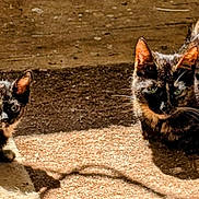 Revel is registered to the contest to win money with this photo: animal, cat, curious, daylight, ears, feline, fur, ground, looking_at_camera, mammal, nature, outdoor, pet, resting, shadow, sunlight, tortoiseshell_cat, two_animals, whiskers, wooden_floor