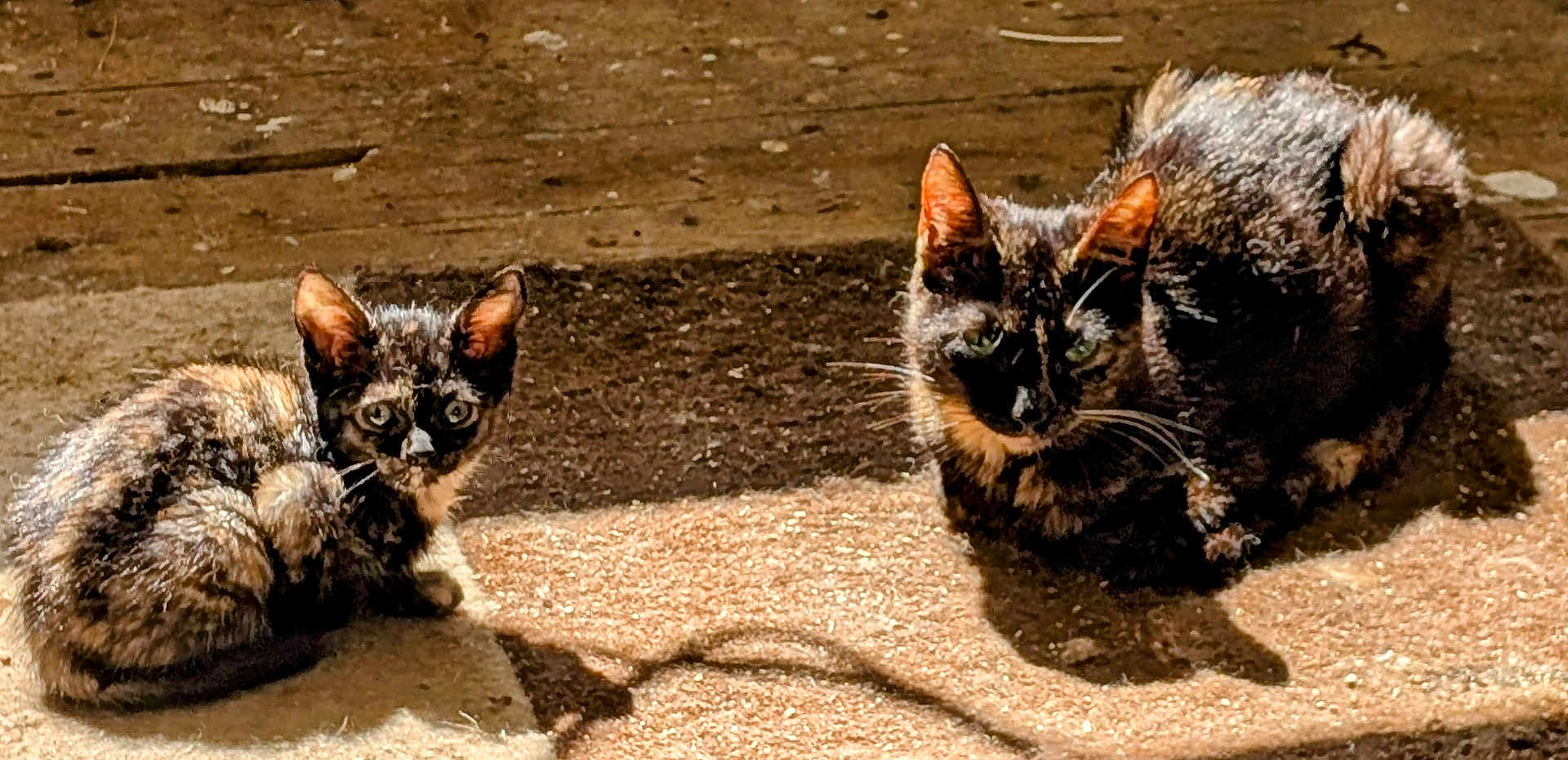 Revel is registered to the contest to win money with this photo: animal, cat, curious, daylight, ears, feline, fur, ground, looking_at_camera, mammal, nature, outdoor, pet, resting, shadow, sunlight, tortoiseshell_cat, two_animals, whiskers, wooden_floor