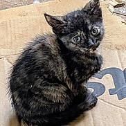Pixie joined the competition — help win amazing prizes! kitten, cat, tortoiseshell, fur, animal, pet, cardboard, curled_up, small, cute, whiskers, ears, eyes, sitting, looking_up, feline, young, indoor, closeup, adorable