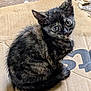 adorable, animal, cardboard, cat, closeup, curled_up, cute, ears, eyes, feline, fur, indoor, kitten, looking_up, pet, sitting, small, tortoiseshell, whiskers, young