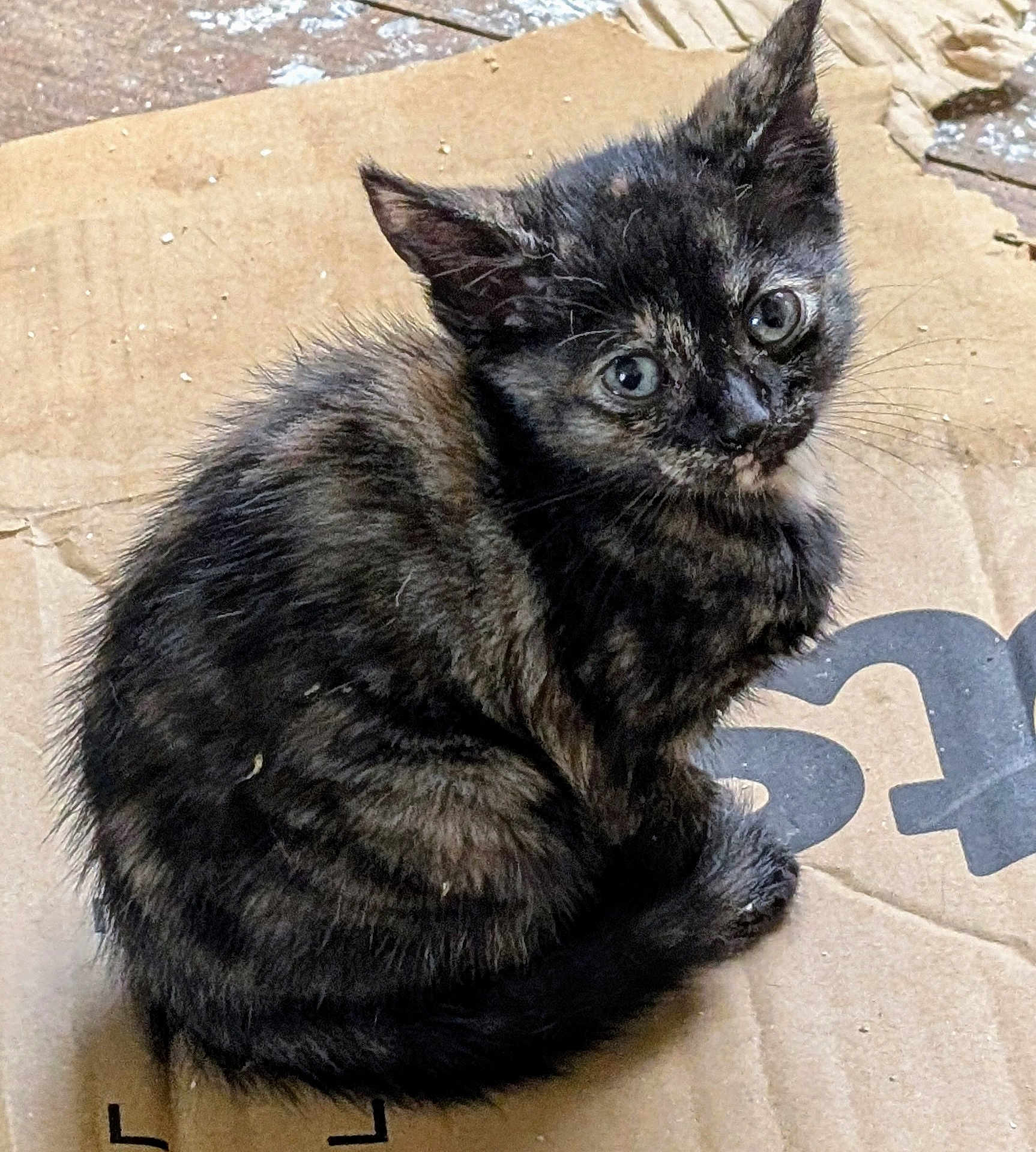 Pixie joined the competition — help win amazing prizes! kitten, cat, tortoiseshell, fur, animal, pet, cardboard, curled_up, small, cute, whiskers, ears, eyes, sitting, looking_up, feline, young, indoor, closeup, adorable