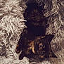 Pixie joined the competition — help win amazing prizes! cat, tortoiseshell, pet, animal, cozy, blanket, furry, cute, indoor, resting, soft, fur, curious, eyes, shaggy, comfort, home, relaxing, warm, snuggled