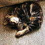 Pixie is registered to the contest to win money with this photo: cat, sleeping, curled_up, fluffy, tabby, pet, cozy, couch, furniture, indoor, resting, fur, whiskers, paw, cute, domestic_animal, relaxation, home, nap, animal
