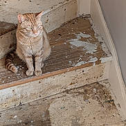 Cheech joined the competition — help win amazing prizes! animal, cat, corner, feline, floor, home, indoor, looking_away, orange_tabby, paint_splatter, paws, pet, quiet, rustic, sitting, stairs, tail, wall, wooden_stairs, worn