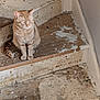 animal, cat, corner, feline, floor, home, indoor, looking_away, orange_tabby, paint_splatter, paws, pet, quiet, rustic, sitting, stairs, tail, wall, wooden_stairs, worn
