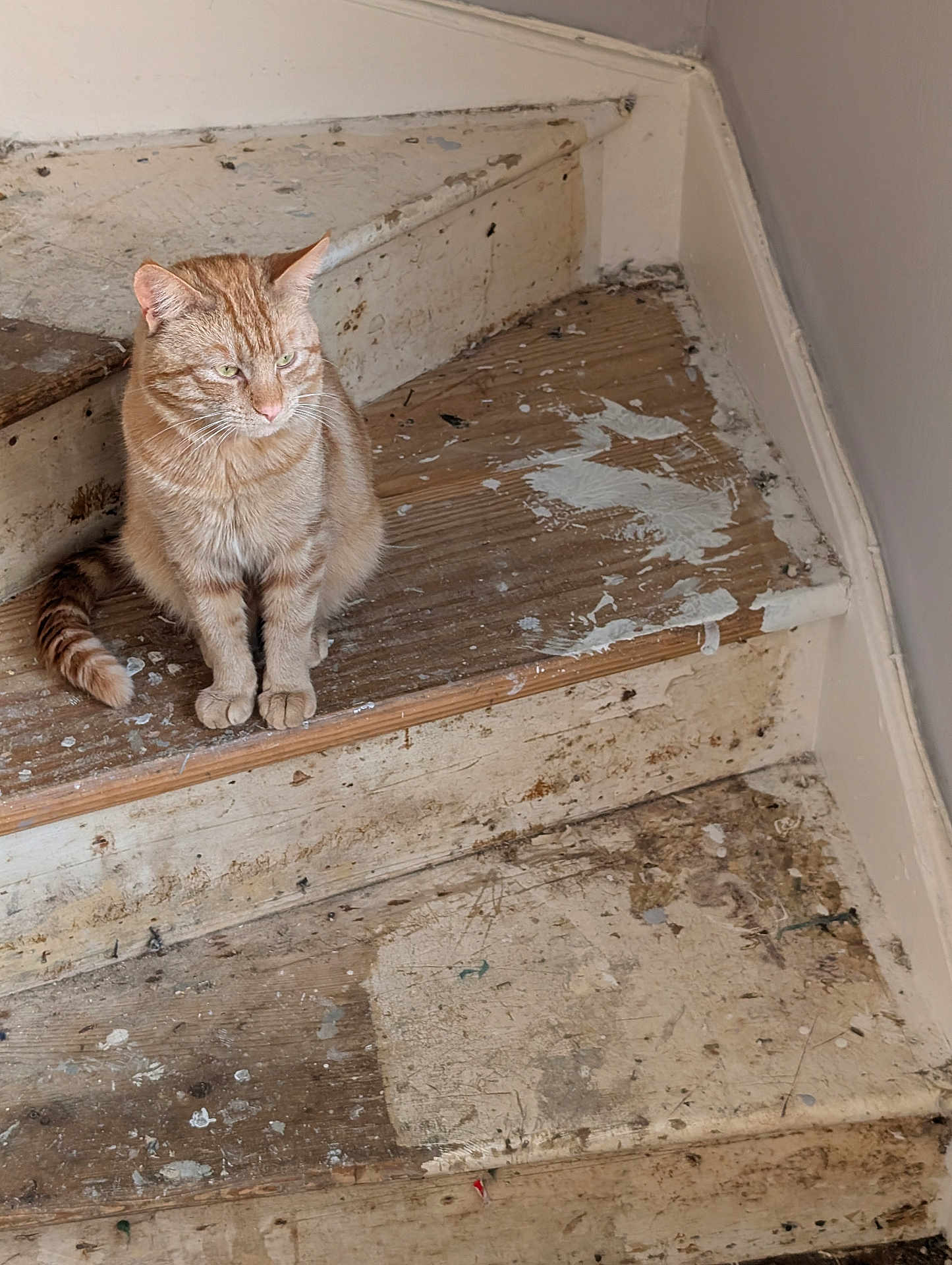 Cheech joined the competition — help win amazing prizes! animal, cat, corner, feline, floor, home, indoor, looking_away, orange_tabby, paint_splatter, paws, pet, quiet, rustic, sitting, stairs, tail, wall, wooden_stairs, worn
