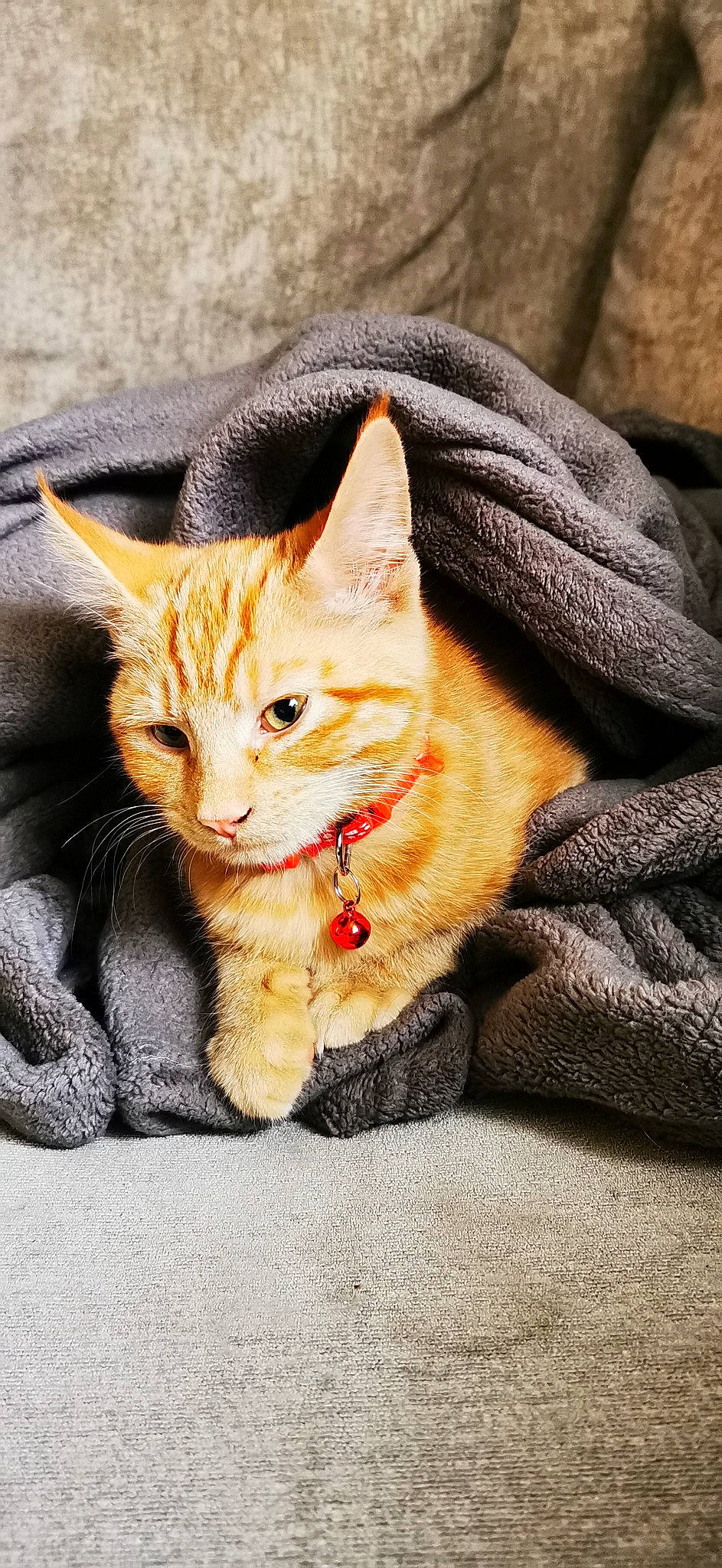 Cheech is registered to the contest to win money with this photo: carnivore, cat, comfort, domestic_short_haired_cat, eye, fawn, felidae, foot, fur, head, paw, sitting, small_to_medium_sized_cats, snout, tail, terrestrial_animal, tree, whiskers, window, wood