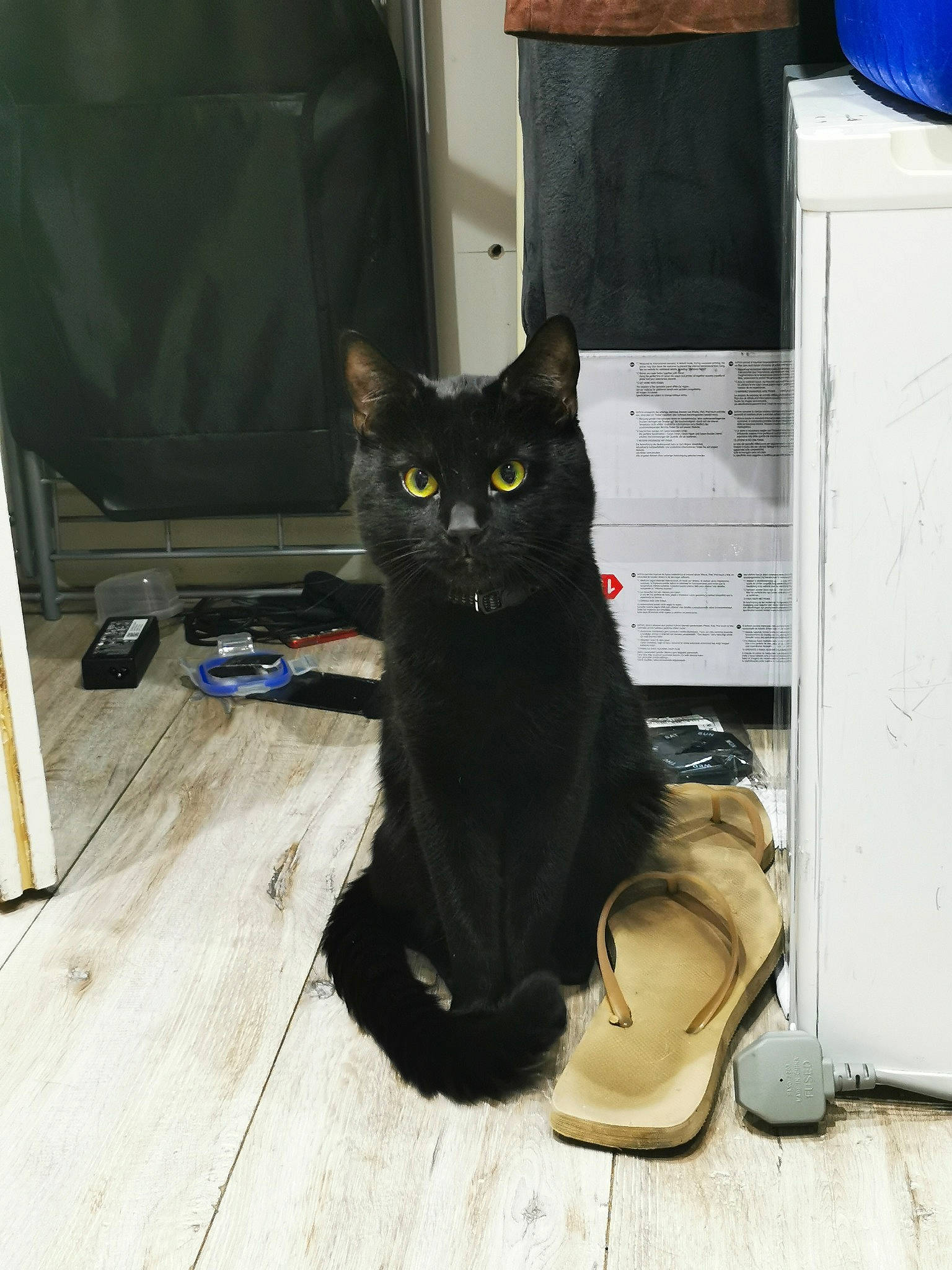 Timmy joined the competition — help win amazing prizes! black_cat, bombay, box, carnivore, cat, comfort, domestic_short_haired_cat, felidae, floor, flooring, fur, grey, hardwood, sitting, small_to_medium_sized_cats, snout, tail, whiskers, wood, wood_flooring