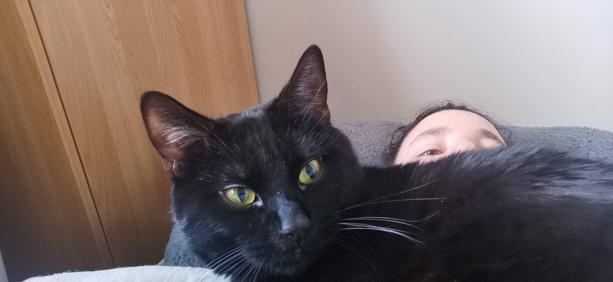 Timmy is registered to the contest to win money with this photo: black_cat, bombay, carnivore, cat, comfort, domestic_short_haired_cat, felidae, fur, iris, sitting, small_to_medium_sized_cats, snout, whiskers, window