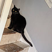 Timmy joined the competition — help win amazing prizes! animal, banister, black_cat, cat, cozy, curious, domestic_cat, feline, house, indoor, looking, paint_splattered, pet, sitting, stairs, tail, texture, wall, wooden_stairs, yellow_eyes