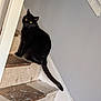 animal, banister, black_cat, cat, cozy, curious, domestic_cat, feline, house, indoor, looking, paint_splattered, pet, sitting, stairs, tail, texture, wall, wooden_stairs, yellow_eyes