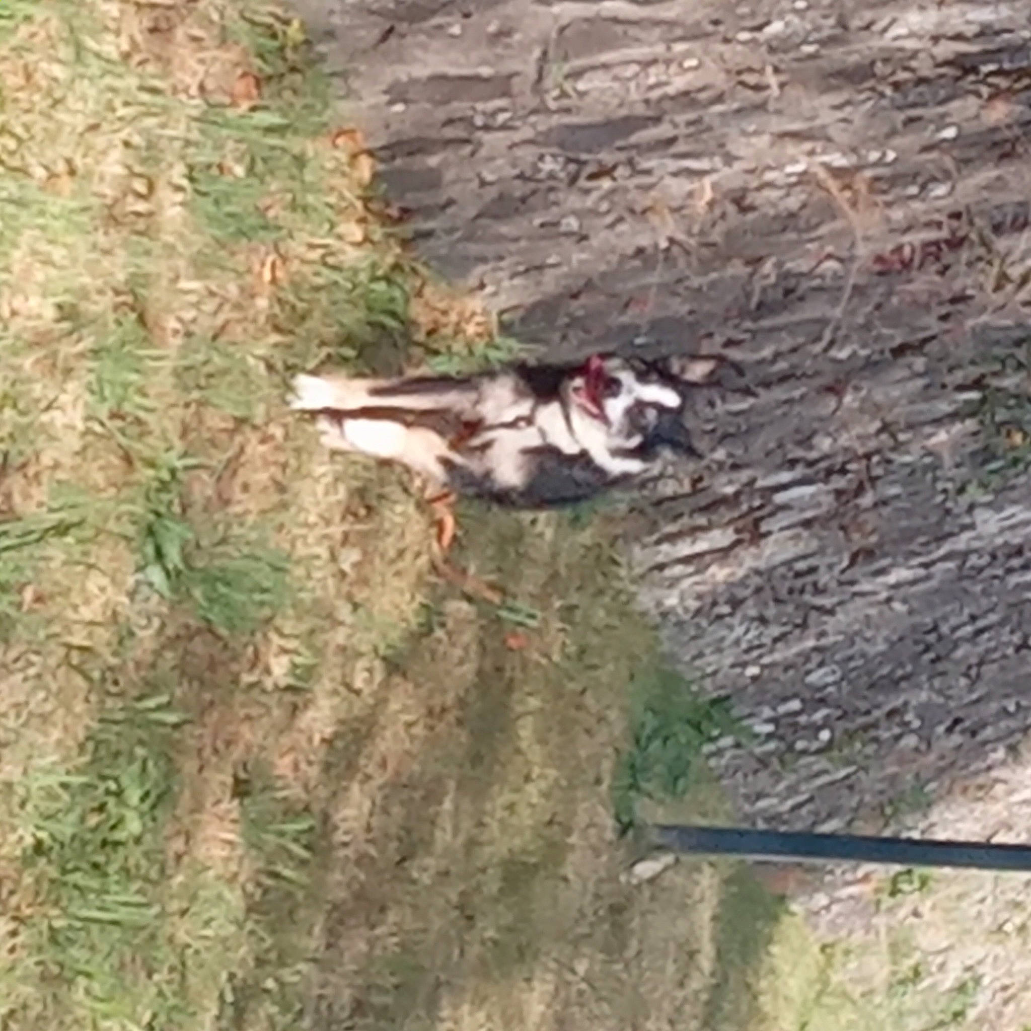 Kinou a rejoint le concours — aidez-le/la à gagner de superbes lots ! _geese_and_swans, beak, bird, carnivore, duck, ducks, grass, perching_bird, plant, soil, sporting_group, tail, terrestrial_animal, tree, water_bird, waterfowl, wildlife, wood