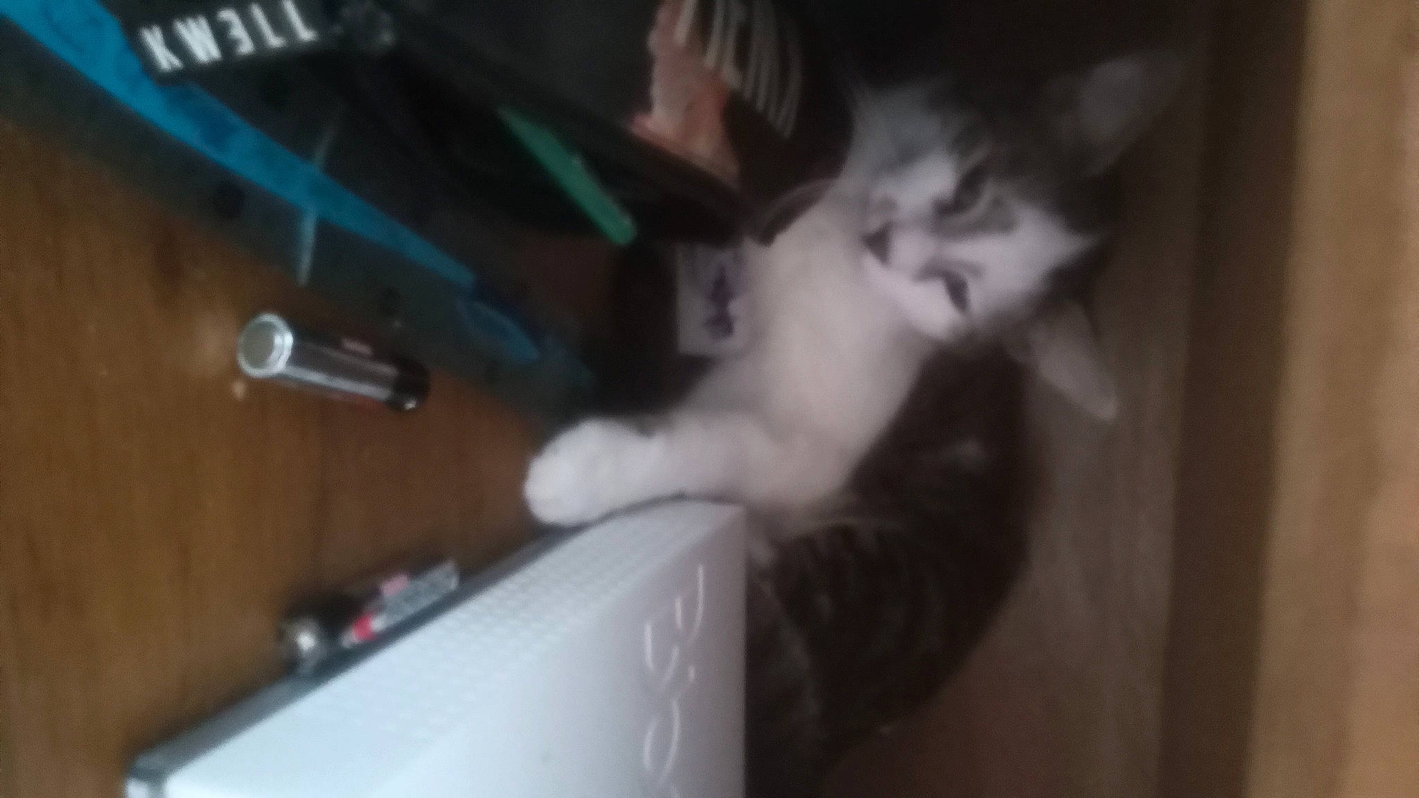 Syrius a rejoint le concours — aidez-le/la à gagner de superbes lots ! audio_equipment, canidae, carnivore, cat, display_device, dog_breed, domestic_short_haired_cat, ear, felidae, fur, gadget, gesture, netbook, photo_caption, room, small_to_medium_sized_cats, tail, vehicle_door, whiskers, windshield