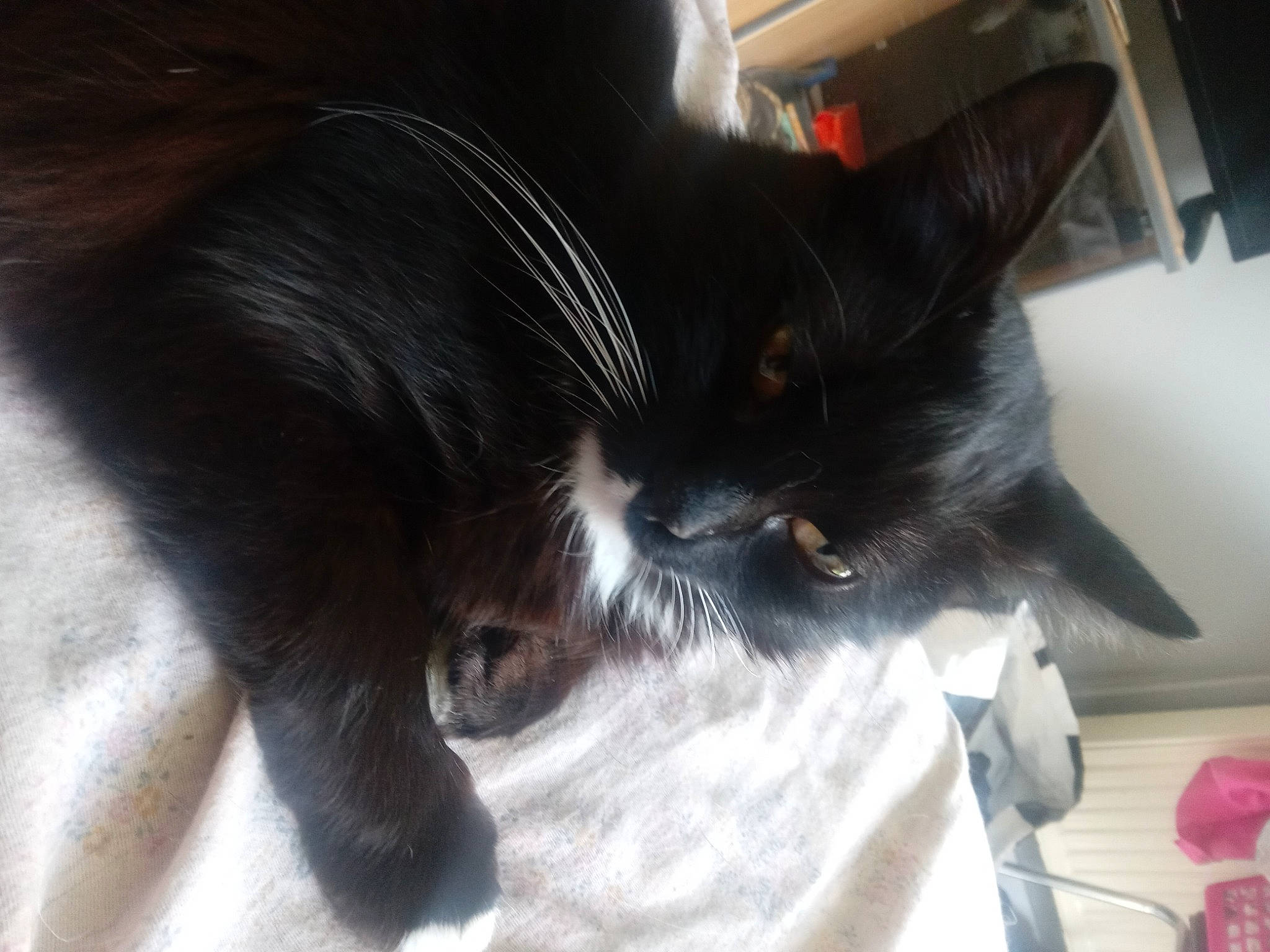 Tayc a rejoint le concours — aidez-le/la à gagner de superbes lots ! black_cat, carnivore, cat, claw, comfort, domestic_short_haired_cat, ear, felidae, fur, paw, small_to_medium_sized_cats, tail, whiskers