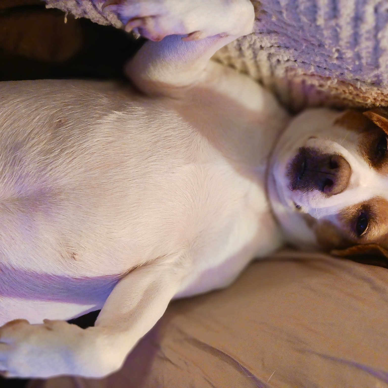 Daisy