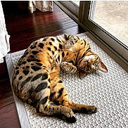 Ben joined the competition — help win amazing prizes! animal, bengal_cat, cat, cozy, curled_paws, cute, domestic_animal, feline, glass_door, green_eyes, indoor, laying_down, natural_light, pet, relaxed, resting, rug, spotted_fur, window, wooden_floor