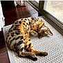 animal, bengal_cat, cat, cozy, curled_paws, cute, domestic_animal, feline, glass_door, green_eyes, indoor, laying_down, natural_light, pet, relaxed, resting, rug, spotted_fur, window, wooden_floor