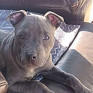 Queeni is registered to the contest to win money with this photo: puppy, dog, gray, leather_couch, blanket, indoor, pet, cute, young, ears, face, fur, paws, relaxed, animal, canine, looking, comfort, home, portrait