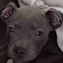Queeni is registered to the contest to win money with this photo: puppy, dog, blanket, sleepy, cozy, close_up, pet, fur, ears, face, animal, indoor, comfort, cute, resting, snuggle, young, soft, warm, domestic