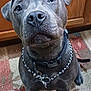 Queeni joined the competition — help win amazing prizes! dog, canine, pet, gray_dog, collar, chain_collar, black_collar, indoor, kitchen, wooden_cabinet, rug, flooring, floor, sitting, looking_up, cute, animal, domestic_animal, portrait, companion