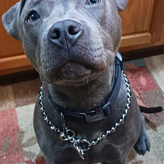 Queeni joined the competition — help win amazing prizes! animal, black_collar, canine, chain_collar, collar, companion, cute, dog, domestic_animal, floor, flooring, gray_dog, indoor, kitchen, looking_up, pet, portrait, rug, sitting, wooden_cabinet