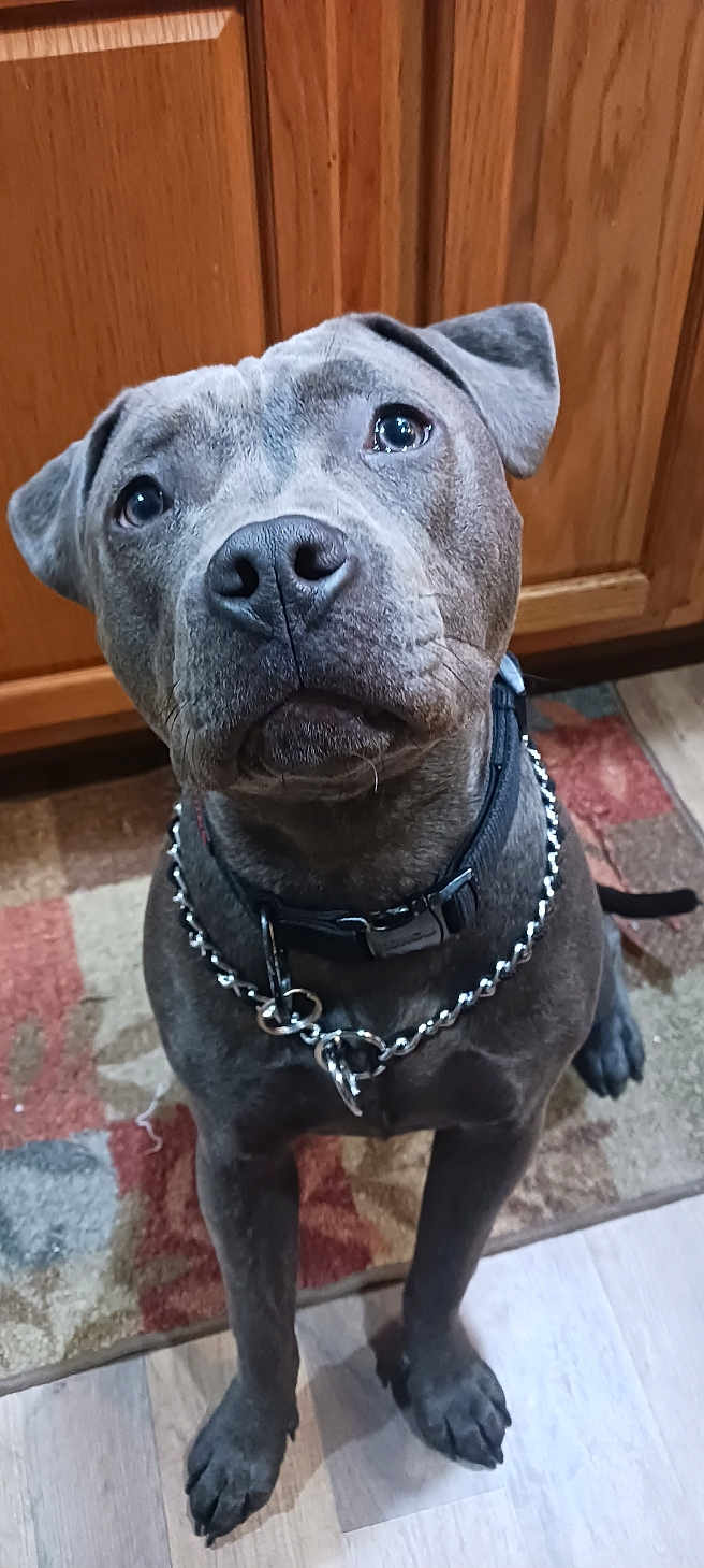 Queeni joined the competition — help win amazing prizes! dog, canine, pet, gray_dog, collar, chain_collar, black_collar, indoor, kitchen, wooden_cabinet, rug, flooring, floor, sitting, looking_up, cute, animal, domestic_animal, portrait, companion