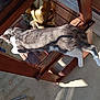 cat, grey_cat, white_cat, wooden_chair, sunlight, shadow, floor, indoor, relaxing, pet, animal, feline, fur, daylight, resting, home, wood, seat, sunbeam, quiet