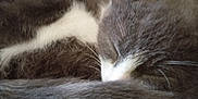 Kalash a rejoint le concours — aidez-le/la à gagner de superbes lots ! cat, sleeping, fur, close_up, tail, whiskers, pet, animal, cozy, resting, cute, domestic_cat, mammal, feline, soft, indoor, relaxing, nap, peaceful, curled_up
