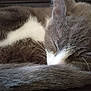 cat, sleeping, fur, close_up, tail, whiskers, pet, animal, cozy, resting, cute, domestic_cat, mammal, feline, soft, indoor, relaxing, nap, peaceful, curled_up