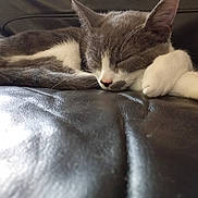 Kalash participe au concours pour gagner de l'argent avec cette photo : cat, sleeping, resting, fur, paw, closed_eyes, indoor, leather_couch, pet, animal, cozy, relaxation, cute, feline, whiskers, napping, soft, domestic, mammal, quiet