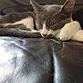cat, sleeping, resting, fur, paw, closed_eyes, indoor, leather_couch, pet, animal, cozy, relaxation, cute, feline, whiskers, napping, soft, domestic, mammal, quiet