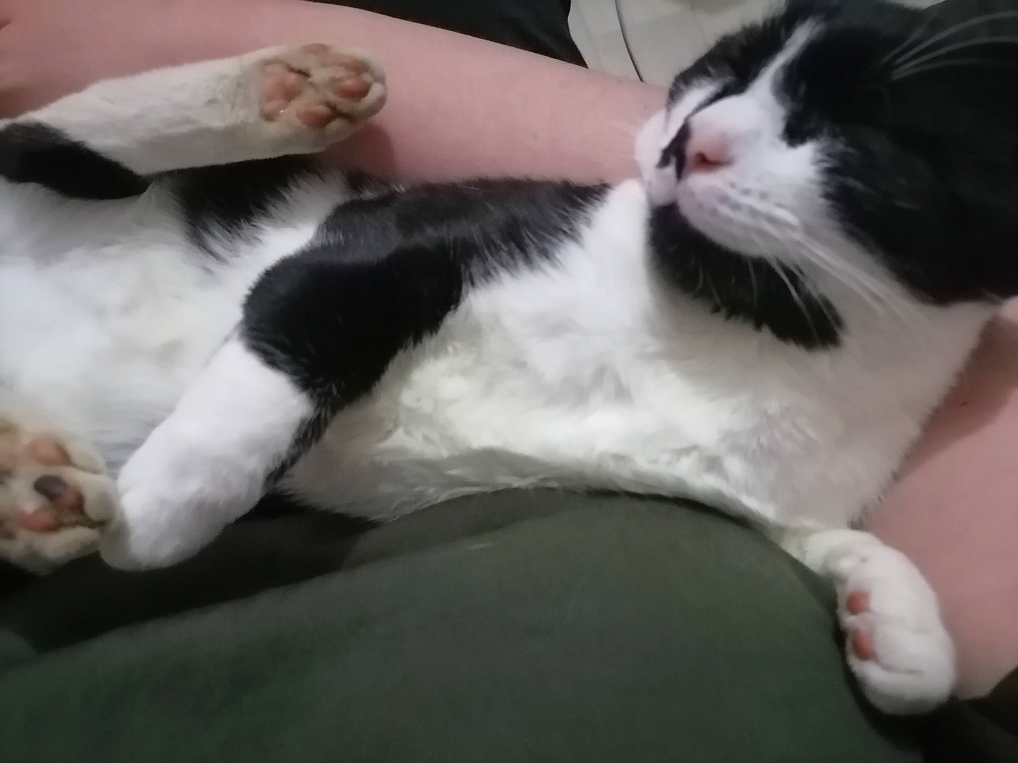 Frite a rejoint le concours — aidez-le/la à gagner de superbes lots ! carnivore, cat, claw, comfort, domestic_short_haired_cat, felidae, foot, fur, human_leg, lap, mammal, nail, nap, paw, small_to_medium_sized_cats, snout, tail, thigh, whiskers