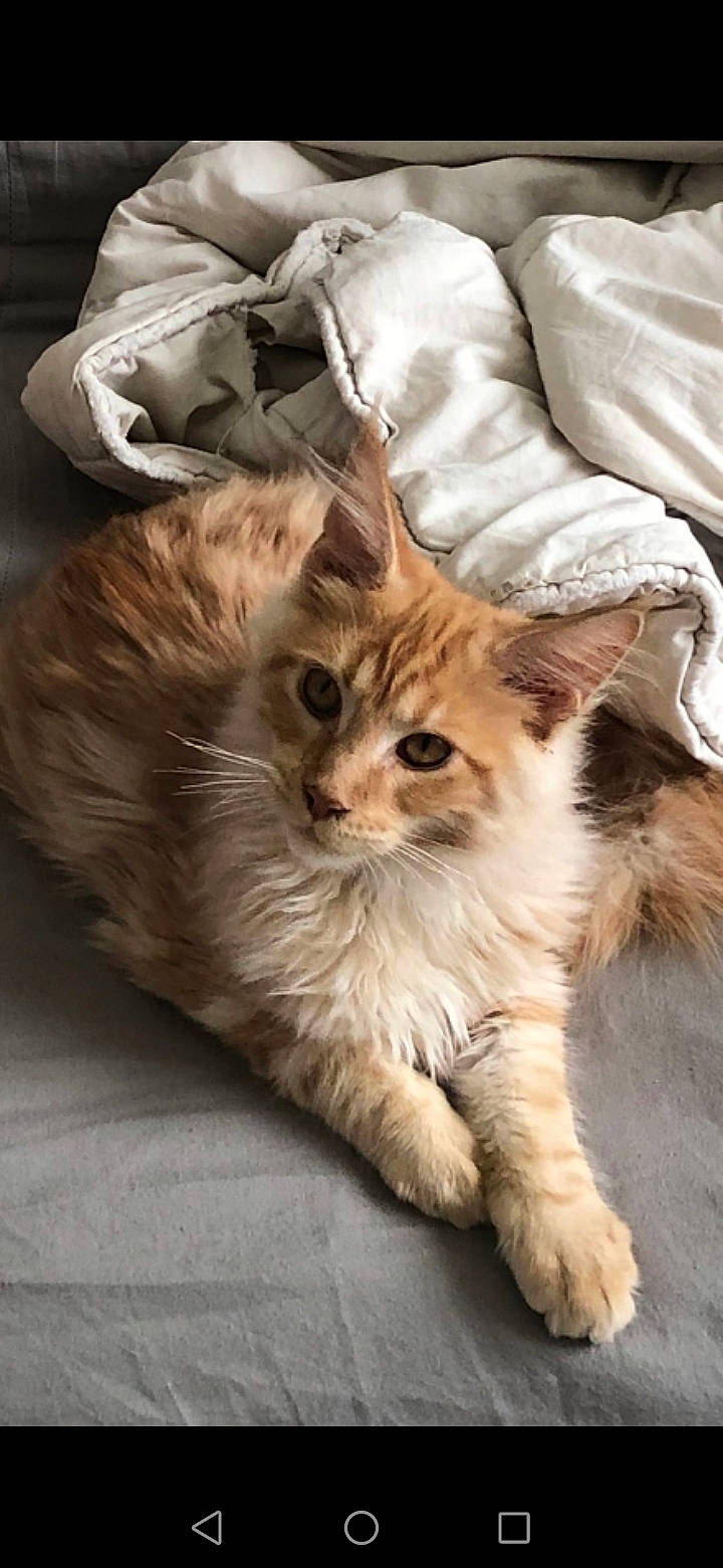 Tornade participe au concours pour gagner de l'argent avec cette photo : box, carnivore, cat, claw, comfort, companion_dog, fawn, felidae, fur, paw, small_to_medium_sized_cats, tail, terrestrial_animal, whiskers