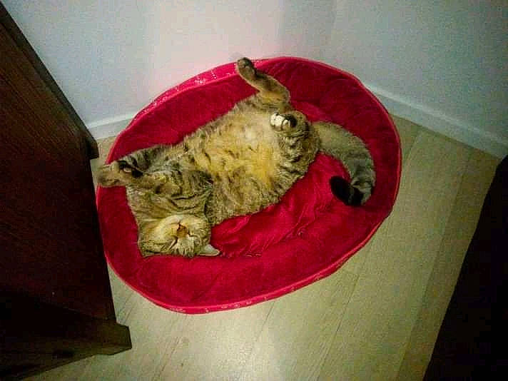 Miou a rejoint le concours — aidez-le/la à gagner de superbes lots ! canidae, carnivore, cat, claw, comfort, dog_breed, domestic_short_haired_cat, felidae, flooring, fur, linens, nap, room, small_to_medium_sized_cats, snout, sporting_group, tail, terrestrial_animal, whiskers, wood