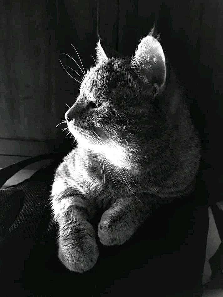 Miou participe au concours pour gagner de l'argent avec cette photo : black_and_white, carnivore, cat, comfort, ear, eye, felidae, flash_photography, gesture, grey, human_body, leg, monochrome, monochrome_photography, small_to_medium_sized_cats, snout, style, tail, whiskers, window