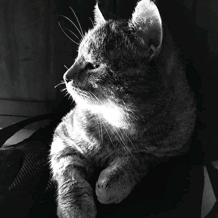 Miou
